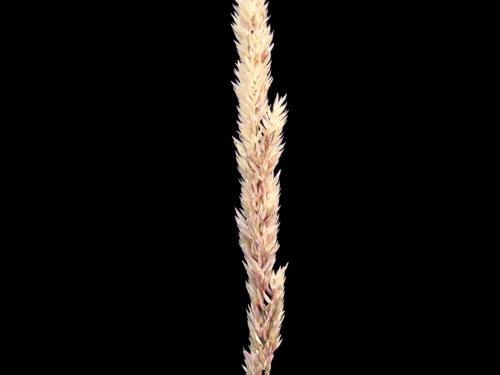 Alpiste roseau(Phalaris arundinacea)_7