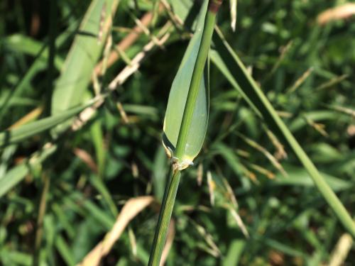 Alpiste roseau(Phalaris arundinacea)_8