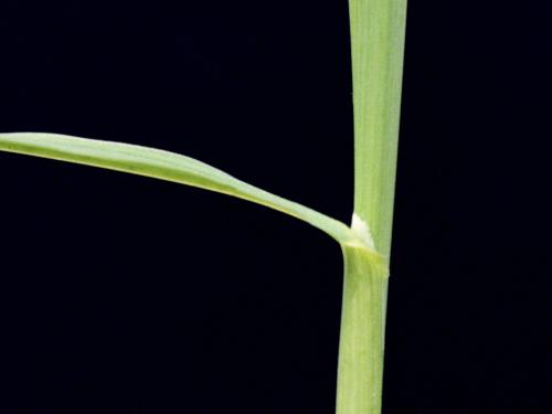 Brome inerme(Bromus inermis)_4