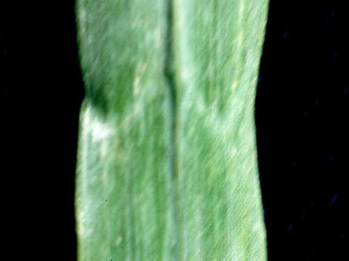 Brome inerme(Bromus inermis)_6