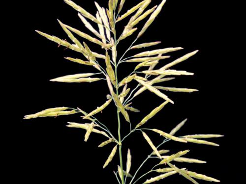 Brome inerme(Bromus inermis)_7