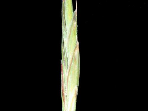 Brome inerme(Bromus inermis)_8