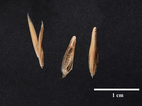 Brome inerme(Bromus inermis)_13