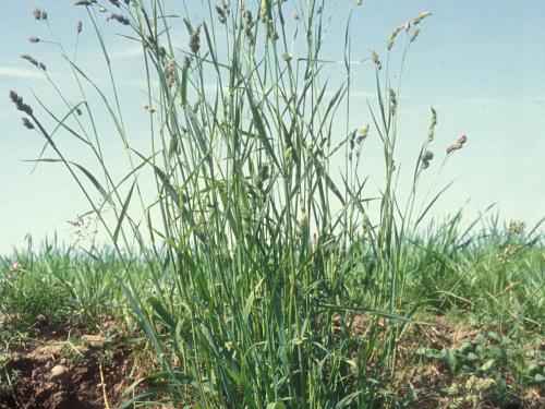 Dactyle pelotonné(Dactylis glomerata)_11