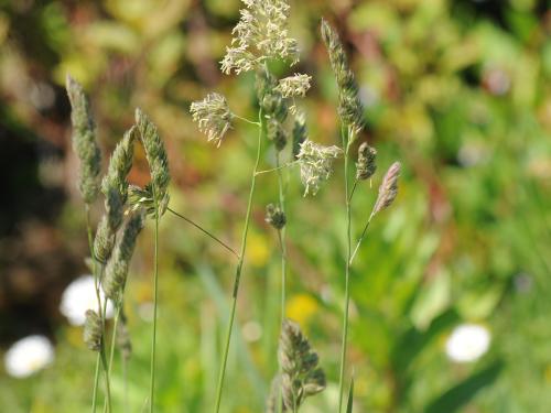 Dactyle pelotonné(Dactylis glomerata)_15