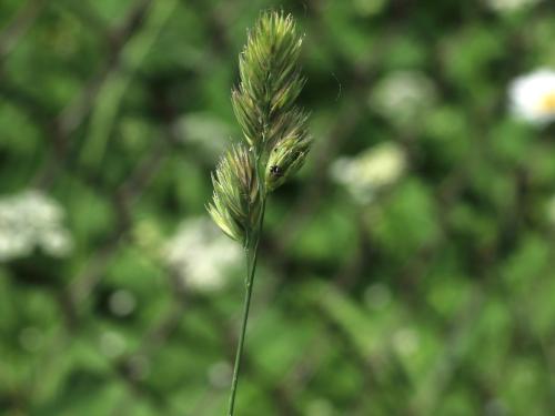 Dactyle pelotonné(Dactylis glomerata)_16