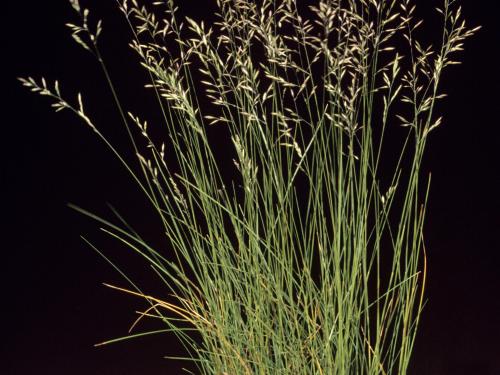 Fétuque rouge (Festuca rubra)_1