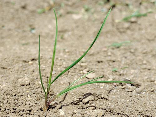 Fétuque rouge (Festuca rubra)_2