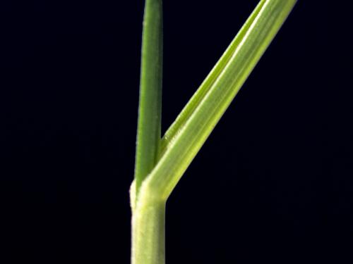 Fétuque rouge (Festuca rubra)_4