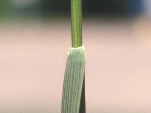 Fétuque rouge (Festuca rubra)_11