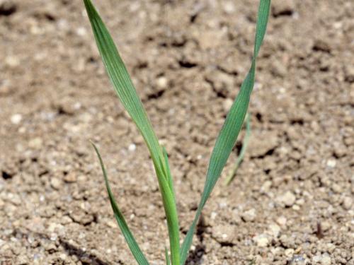 Fléole des prés (Phleum pratense)_1