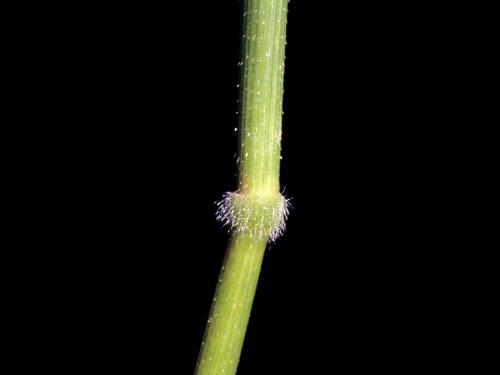 Léersie faux-riz (Leersia oryzoides)_2