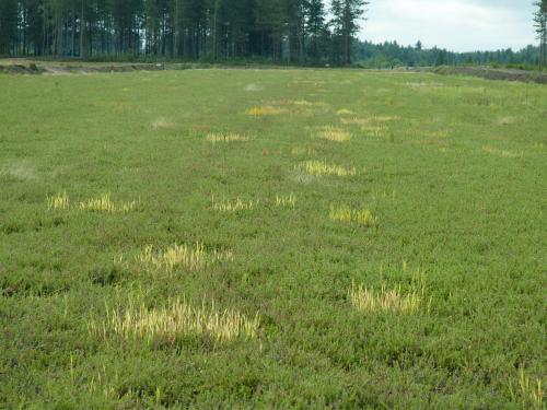 Léersie faux-riz (Leersia oryzoides)_11