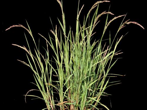 Muhlenbergie feuillée (Muhlenbergia frondosa)_1