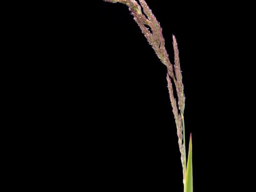 Muhlenbergie feuillée (Muhlenbergia frondosa)_3