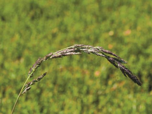 Muhlenbergie feuillée (Muhlenbergia frondosa)_8