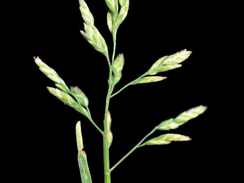 Pâturin annuel (Poa annua)_5