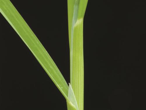 Pâturin annuel (Poa annua)_9