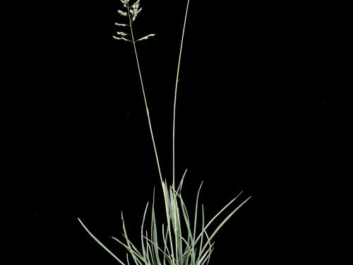 Pâturin prés (Poa pratensis)_1