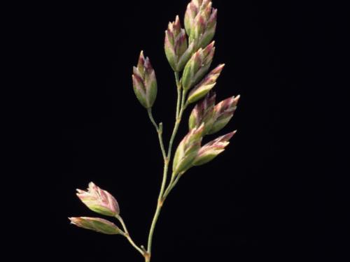 Pâturin prés (Poa pratensis)_6