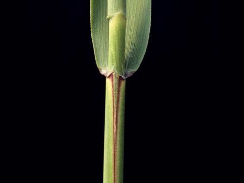 Roseau commun (Phragmites australis)_4