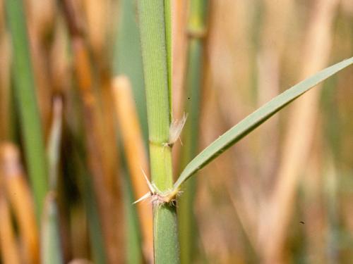 Roseau commun (Phragmites australis)_7