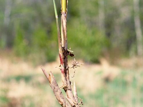 Roseau commun (Phragmites australis)_8