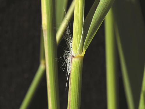 Roseau commun (Phragmites australis)_13