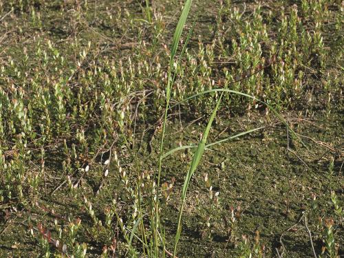 Roseau commun (Phragmites australis)_14