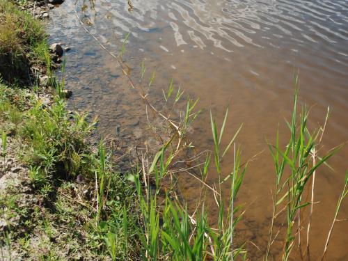 Roseau commun (Phragmites australis)_15