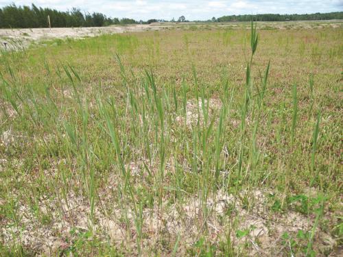 Roseau commun (Phragmites australis)_16