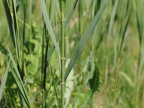 Roseau commun (Phragmites australis)_21