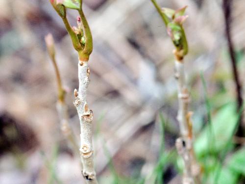 Herbe à puce (Toxicodendron radicans)_3