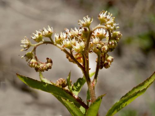 Penthorum faux-orpin (Penthorum sedoides)_5