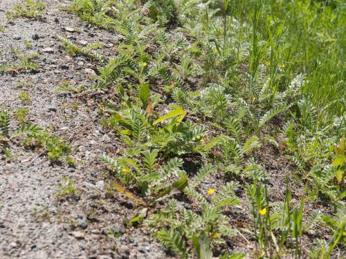 Potentille ansérine (Potentilla anserina)_10