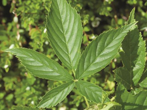 Ronce Alléghanys (Rubus allegheniensis)_1