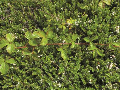 Ronce hispide (Rubus hispidus)_10