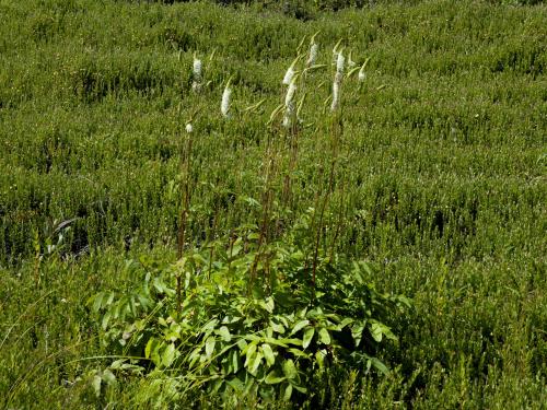 Sanguisorbe Canada (Sanguisorba canadensi)_1