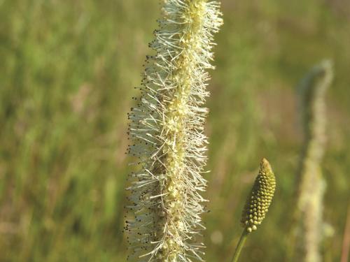 Sanguisorbe Canada (Sanguisorba canadensi)_3