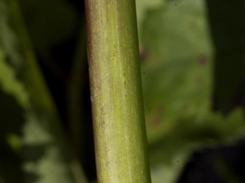 Sanguisorbe Canada (Sanguisorba canadensi)_4