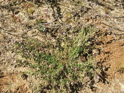 Spergulaire rouge(Spergularia rubra)_10