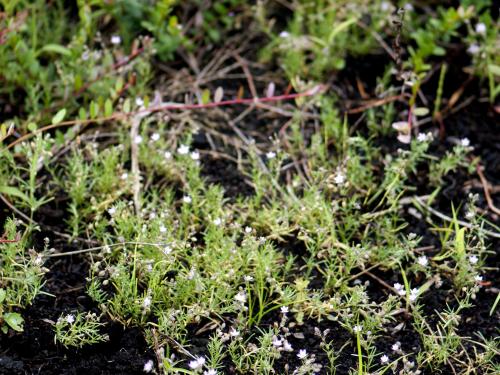 Spergulaire rouge(Spergularia rubra)_11