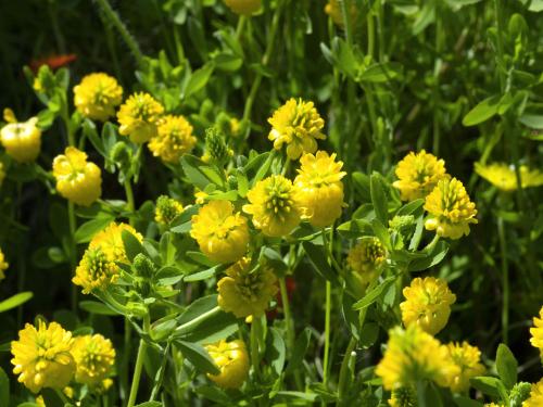 Trèfle doré(Trifolium aureum)_1