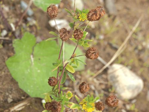 Trèfle doré(Trifolium aureum)_2