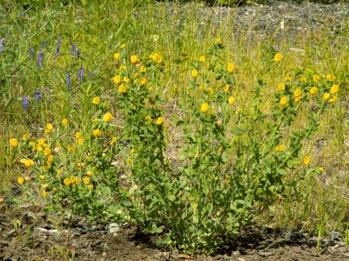 Trèfle doré(Trifolium aureum)_9