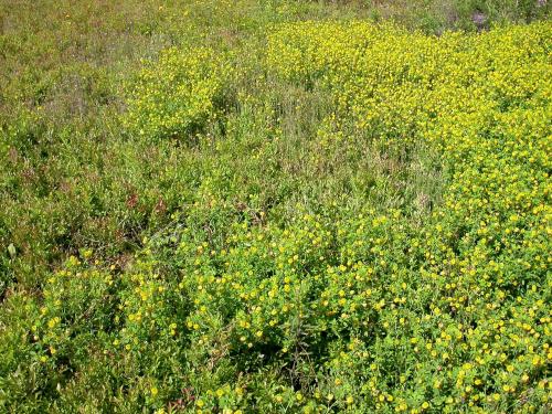 Trèfle doré(Trifolium aureum)_11