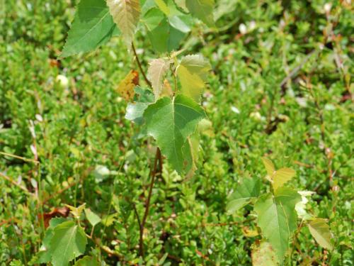 Bouleau gris(Betula populifolia)_1