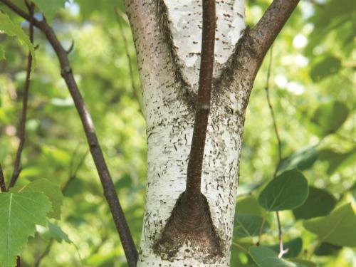 Bouleau gris(Betula populifolia)_5