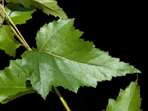 Bouleau gris(Betula populifolia)_7