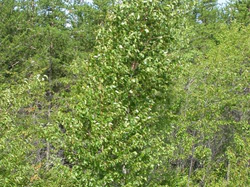 Bouleau blanc(Betula papyrifera)_3